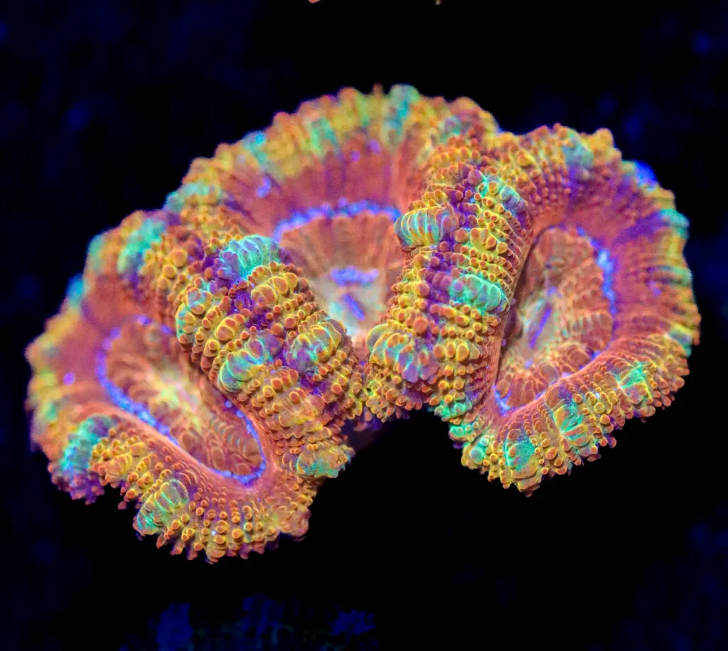 Frag Box Corals
