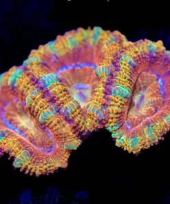 Wysiwyg Acan Frag [F24]