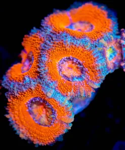 Wysiwyg  Acan Frag [F27]