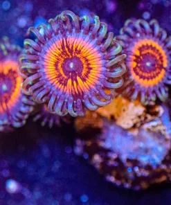 Wysiwyg Armageddon Zoa Frag [F32]