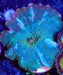 Wysiwyg Green Phantom Mushroom [F37]