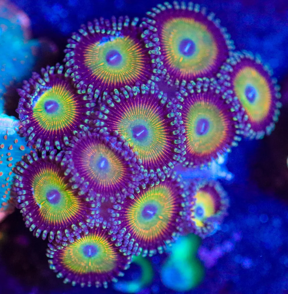 Frag Box Corals