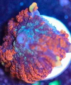 Wysiwyg Rhodactis Mushroom Frag  [F41]