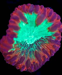 Wysiwyg  Meltdown Blastomussa Frag   [F42]