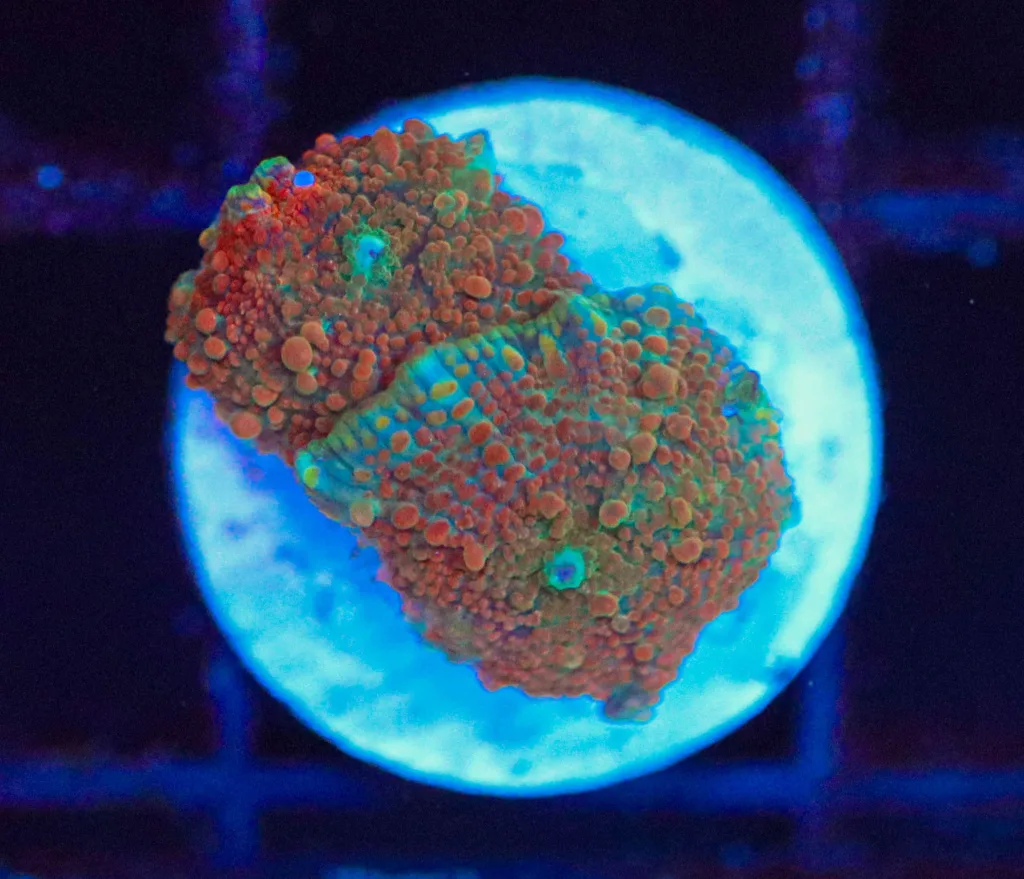 Frag Box Corals