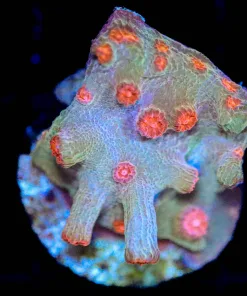 Wysiwyg Branching Cyphastrea Frag [F59]