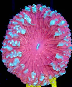 Wysiwyg Blastomussa Frag [F61]