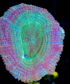 Wysiwyg Acan Frag [F62]