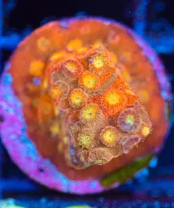 Wysiwyg Orange Spellbound Cyphastrea Frag [F68]
