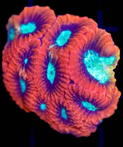 Wysiwyg Red Moon Favia Frag [F71]