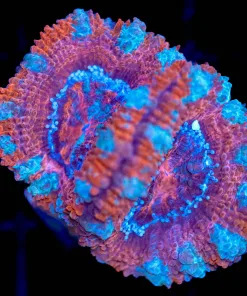 Wysiwyg Acan Frag [F72]