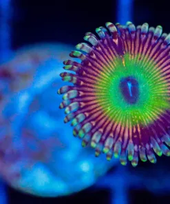Wysiwyg Sourpatch Kid Zoanthid Frag [F74]