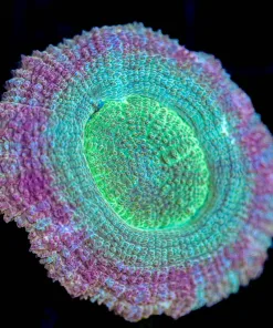 Wysiwyg Acan Frag [F79]