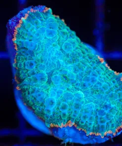 Wysiwyg Rhodactis Mushroom Frag [F81]