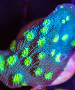 Wysiwyg Hollywood Stunner Chalice Frag [F85]