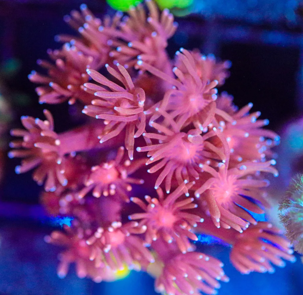 Frag Box Corals