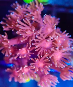 Wysiwyg Red Goniopora Frag [F88]