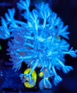 Wysiwyg Pulsing Xenia Frag  [F91]