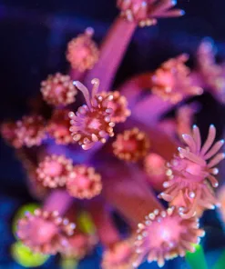 WYSIWYG Red Goniopora Frag [F97]