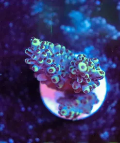 Wysiwyg Acropora Frag [F149]