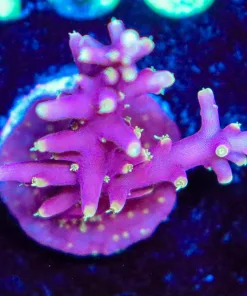 Wysiwyg Acropora Frag  [F151]
