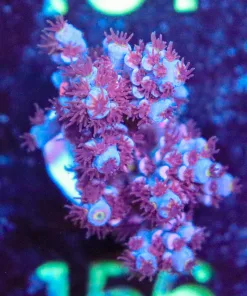 Wysiwyg Acropora Frag [F156]
