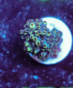 Wysiwyg Acropora Frag [F157]