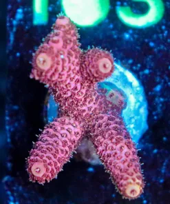 Wysiwyg Acropora Millepora Frag [F158]