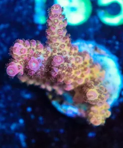 Wysiwyg Acropora 'Ragnarok' Frag [F160]