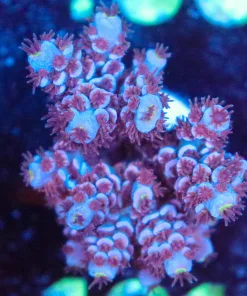 Wysiwyg Acropora Frag [F161]
