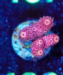 Wysiwyg Acropora Millepora Frag [F162]