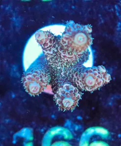 Wysiwyg Acropora Millepora Frag [F166]