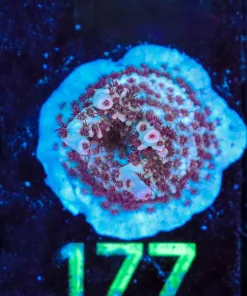 Wysiwyg Acropora Frag [F177]