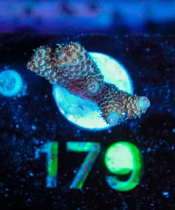 Wysiwyg Acropora Millepora Frag [F179]