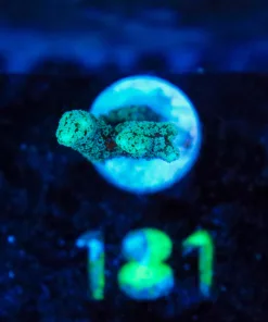 Wysiwyg Birdsnest Frag [F181]