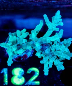 Wysiwyg Acropora Hawkins Echinata Frag [F182]