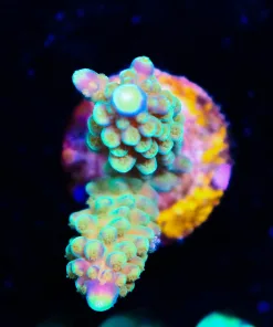Wysiwyg  Purple Green Acropora Secale Frag [F190]