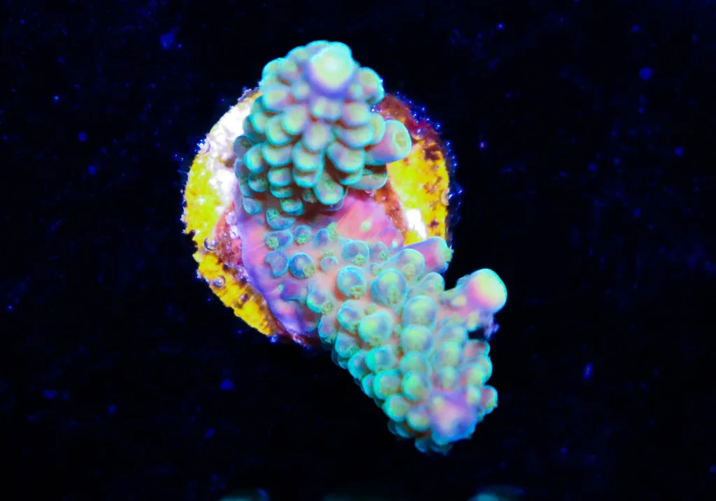 Frag Box Corals