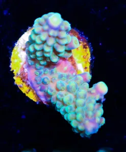 Wysiwyg  Purple Green Acropora Secale Frag [F191]