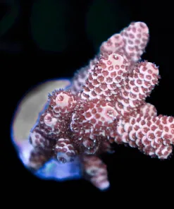 Wysiwyg XL Acropora Millepora Frag [F195]
