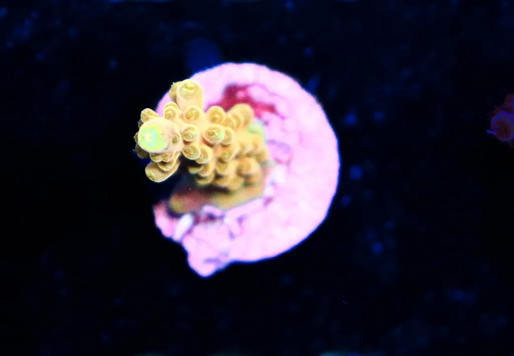 Frag Box Corals