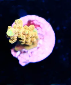 Wysiwyg Golden Acropora Frag [F196]