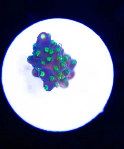 Wysiwyg  Tiny Acropora Bonsai Frag [F200]