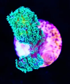 Wysiwyg Pocillipora Frag [F206]