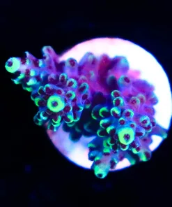 Wysiwyg Acropora abrotanoides Frag [F209]