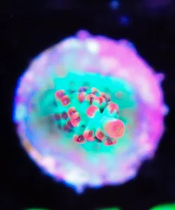 Wysiwyg Strawberry Shortcake Acropora Frag [F213]