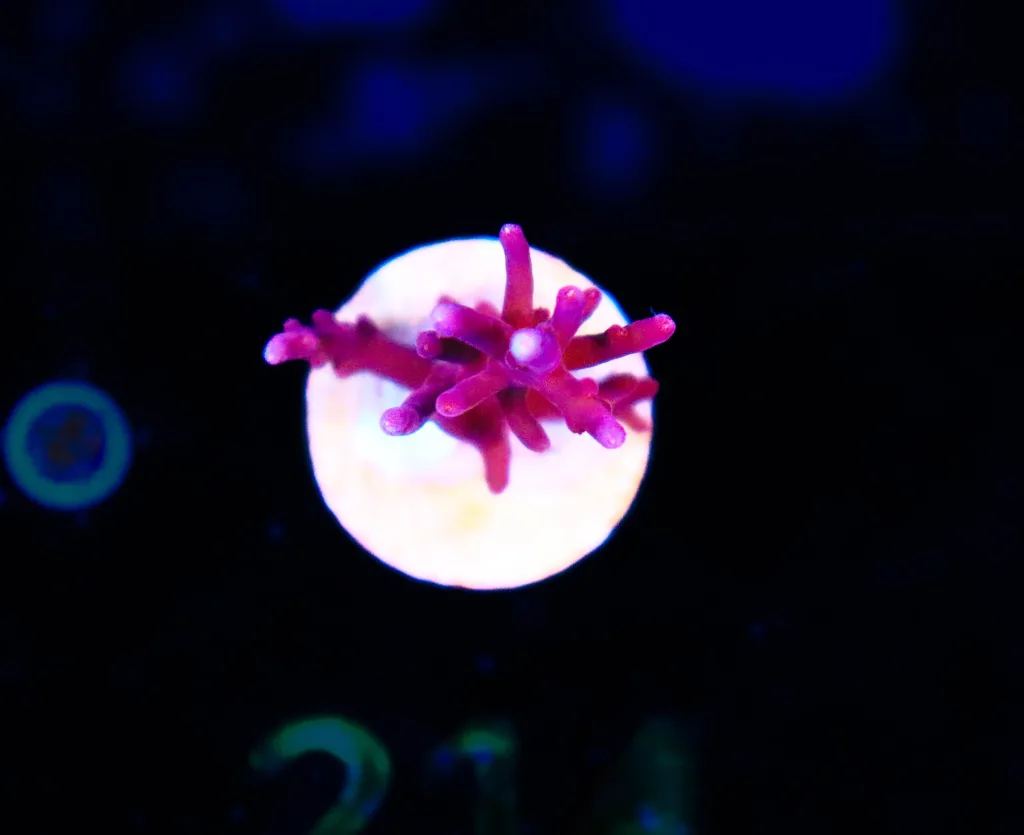 Frag Box Corals