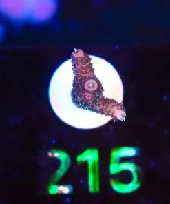 Wysiwyg  Small Acropora Millepora Frag  [F215]