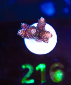 Wysiwyg Small Acropora Millepora Frag [F216]