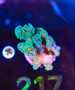 Wysiwyg Pocillpora Acropora Frag [F217]